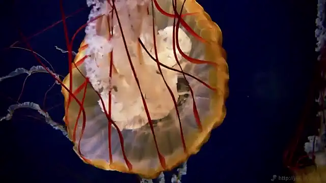 streamy test15 online show from 04-29-26, 09:02