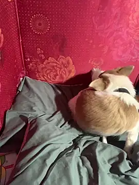 misu09 online show from 11-01-25, 09:55