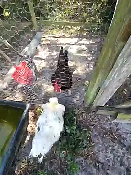 Snapshot of Mistress_Melissa chatting on 02-04-25, 06:06 Mistress Melissa online show from 02-04-25, 06:06