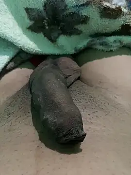 king cum  online show from 01-12-25, 10:23