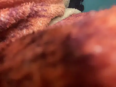 king cum  online show from 01-30-25, 02:49