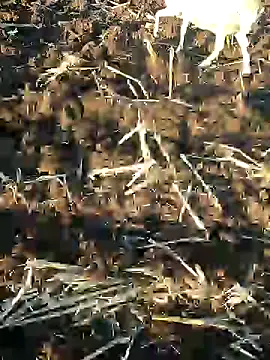 murokkk31 online show from 01-09-25, 01:24