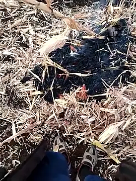 murokkk31 online show from 11-27-25, 04:03