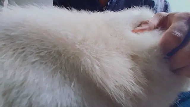 thomas gun online show from 04-27-26, 01:42