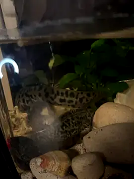 Snapshot of BroadFantasy chatting on 10-18-25, 07:14 BroadFantasy online show from 10-18-25, 07:14