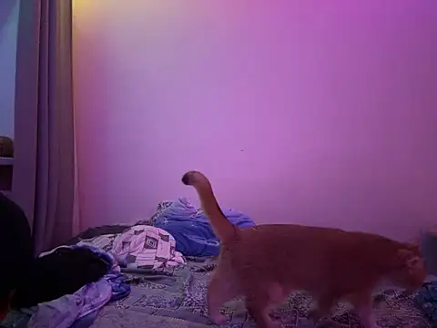 NimFF123 online show from 01-29-25, 12:54