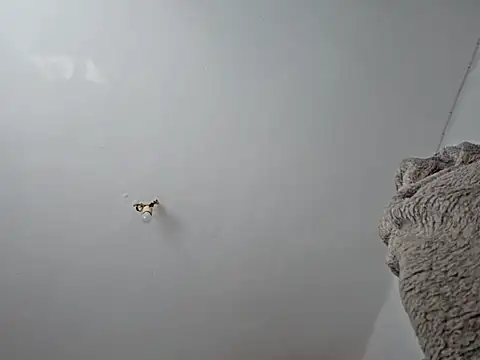 charlye inkkkk online show from 03-01-25, 10:13