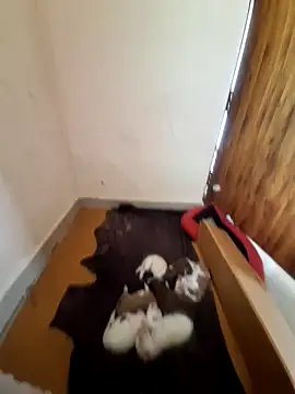 Snapshot of inba99tamil chatting on 09-18-25, 06:37 inba99tamil online show from 09-18-25, 06:37