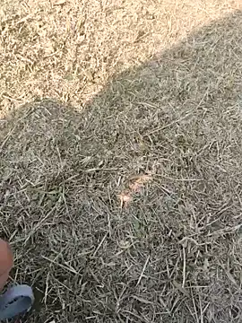 Snapshot of Gururonny07 chatting on 01-16-25, 07:38 Gururonny07 online show from 01-16-25, 07:38