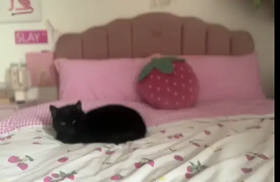 Snapshot of pinkie_piexx chatting on 02-14-25, 12:14 pinkie piexx online show from 02-14-25, 12:14