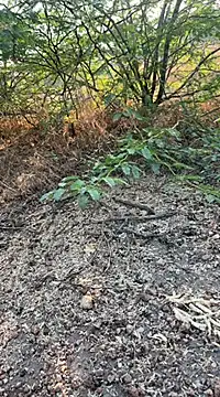 Snapshot of tamil000000 chatting on 03-10-25, 01:56 tamil000000 online show from 03-10-25, 01:56