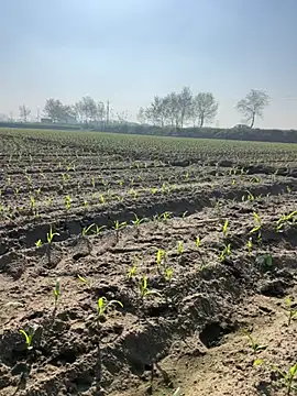 Snapshot of poision51 chatting on 03-08-25, 04:12 poision51 online show from 03-08-25, 04:12