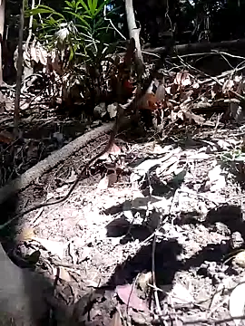 Snapshot of subaru8291 chatting on 11-05-25, 03:50 subaru8291 online show from 11-05-25, 03:50