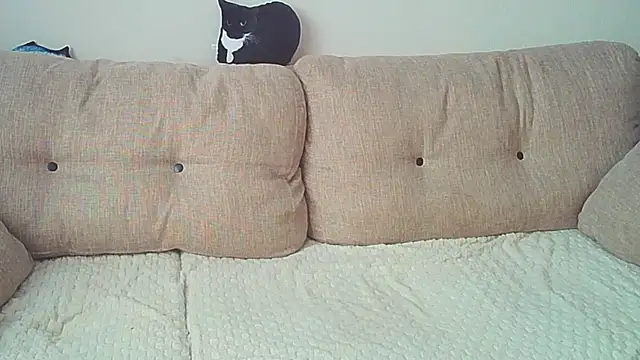 Ostin meow online show from 12-26-24, 08:07