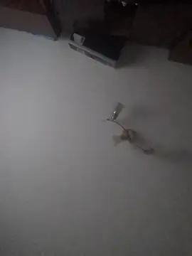 Lauren Amabel online show from 01-30-25, 02:04