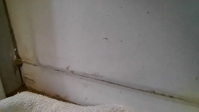 ShysluutGia online show from 12-15-25, 11:47