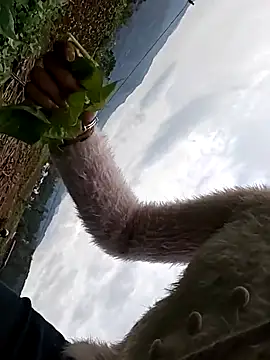 hebe-02 online show from 10-26-25, 05:24