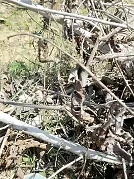 Snapshot of cute1gfbf chatting on 03-05-25, 07:05 cute1gfbf online show from 03-05-25, 07:05