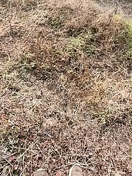 Snapshot of himvilohi08 chatting on 01-09-26, 04:04 himvilohi08 online show from 01-09-26, 04:04