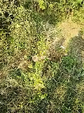 Snapshot of himvilohi08 chatting on 01-10-26, 10:50 himvilohi08 online show from 01-10-26, 10:50