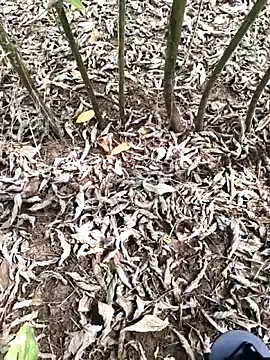 Snapshot of JAZZYS8 chatting on 10-01-25, 07:47 JAZZYS8 online show from 10-01-25, 07:47