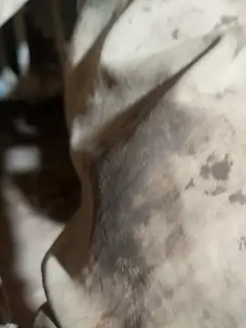 ParousFlow online show from 10-15-25, 09:37