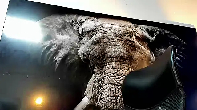 king falconer online show from 11-22-25, 02:32