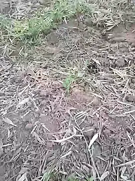 Snapshot of sonotutto chatting on 10-07-25, 05:54 sonotutto online show from 10-07-25, 05:54