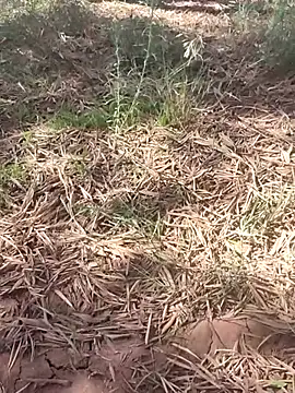 Snapshot of sonotutto chatting on 10-10-25, 12:15 sonotutto online show from 10-10-25, 12:15