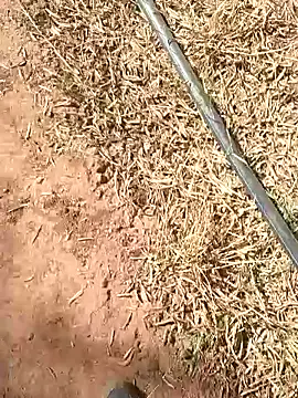 Snapshot of sonotutto chatting on 10-13-25, 10:26 sonotutto online show from 10-13-25, 10:26