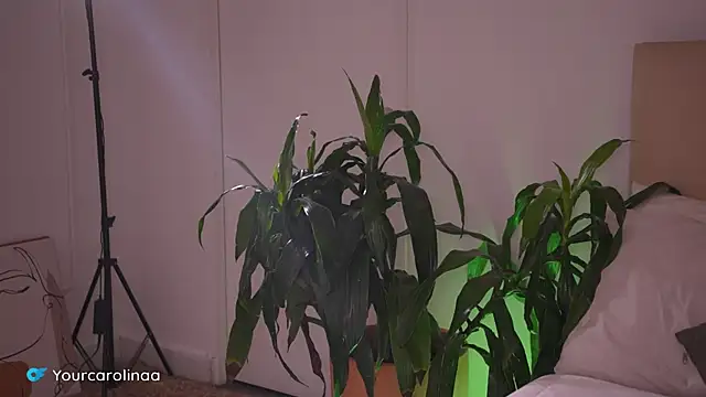 Carolart  online show from 01-06-26, 10:23