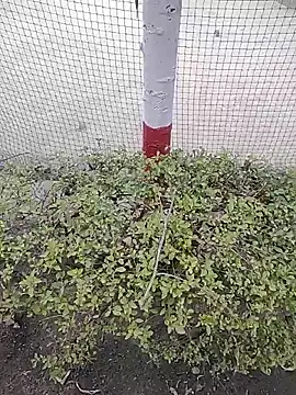 Snapshot of monty935 chatting on 12-04-25, 11:41 monty935 online show from 12-04-25, 11:41