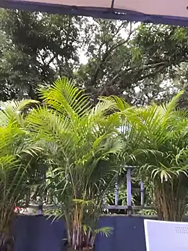 AmberAngelXXX online show from 11-24-25, 10:31