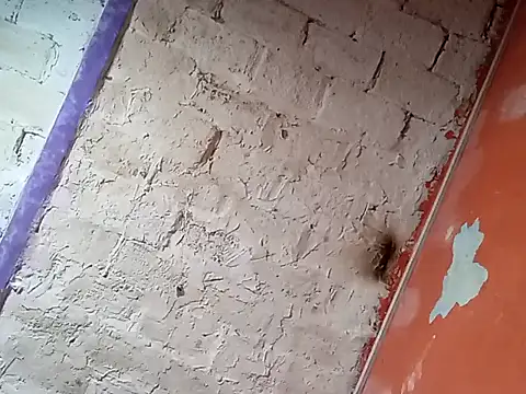 Snapshot of Hay-Viene-El-Huyy chatting on 09-16-25, 11:55 Hay-Viene-El-Huyy online show from 09-16-25, 11:55