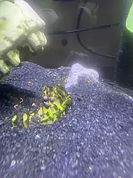 saumon3022 online show from 02-08-26, 09:13