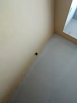 dream32222 online show from 10-30-25, 12:39