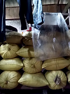 Mini3333 online show from 04-26-26, 05:16