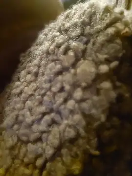 GoddessChantelle online show from 04-21-26, 08:23