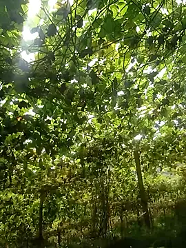 ngan-cute online show from 07-17-26, 02:07
