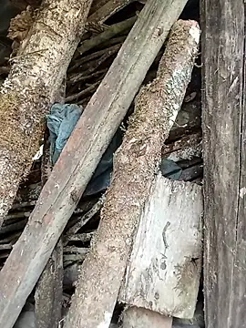 ngan-cute online show from 07-26-26, 03:04
