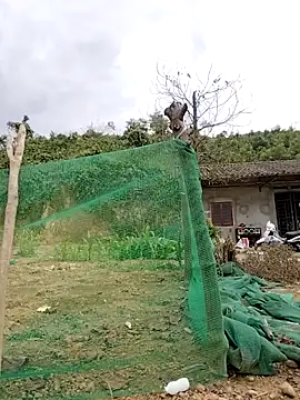 Tin tanny online show from 02-12-26, 07:25