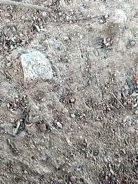 Suman ji1 online show from 10-11-25, 08:24