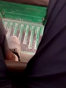 haryanaboypanipat12 online show from 04-17-26, 12:52