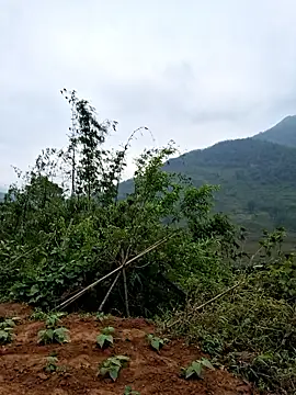 diamond-- online show from 04-22-26, 11:50