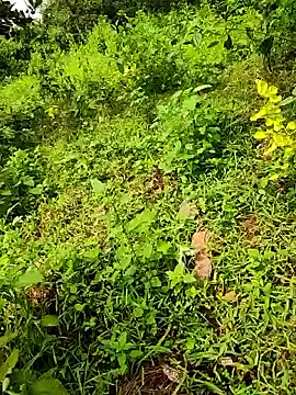 telugumodda4396 online show from 09-23-25, 08:06