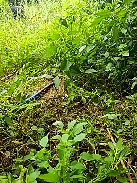 telugumodda4396 online show from 10-19-25, 06:14