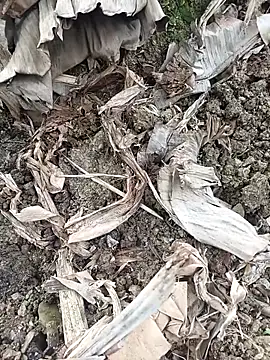 Snapshot of Sikici0734 chatting on 02-03-26, 06:40 Sikici0734 online show from 02-03-26, 06:40