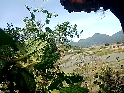 Snapshot of nui-show chatting on 11-07-25, 03:50 nui-show online show from 11-07-25, 03:50