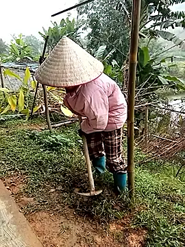 Fish yellow online show from 12-17-25, 01:55