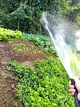 Fish yellow online show from 12-20-25, 12:18